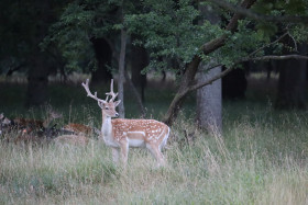 Deer in Phoenix Park in Dublin 36