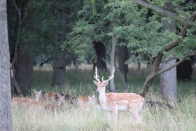 Deer in Phoenix Park in Dublin 37