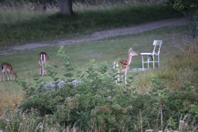 Deer in Phoenix Park in Dublin 4