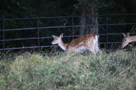 Deer in Phoenix Park in Dublin 5