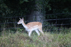 Deer in Phoenix Park in Dublin 6