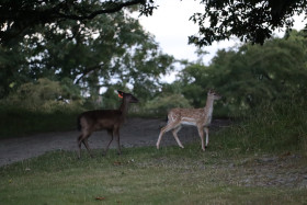 Deer in Phoenix Park in Dublin 7