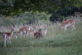 Deer in Phoenix Park in Dublin 9