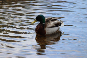 Ducks in Ireland