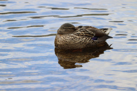 Ducks in Ireland