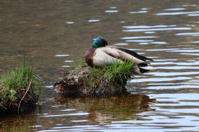 Ducks in Ireland