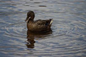 Ducks in Ireland