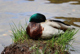 Ducks in Ireland