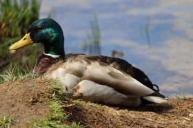 Ducks in Ireland