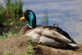 Ducks in Ireland