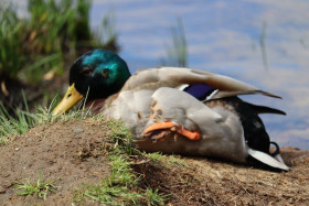 Ducks in Ireland