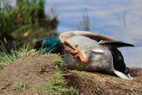 Ducks in Ireland