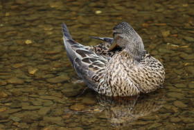 Ducks in Ireland