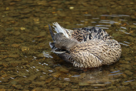 Ducks in Ireland