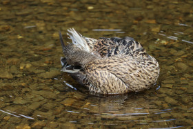 Ducks in Ireland