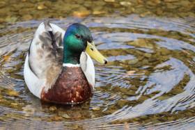 Ducks in Ireland