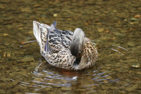 Ducks in Ireland