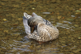 Ducks in Ireland