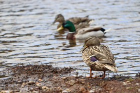 Ducks in Ireland