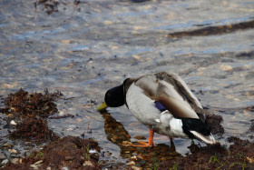 Ducks in Ireland