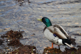 Ducks in Ireland