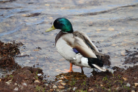 Ducks in Ireland