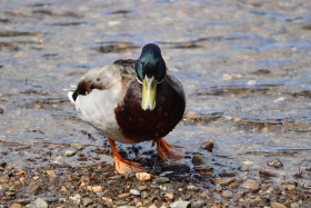 Ducks in Ireland