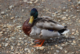 Ducks in Ireland