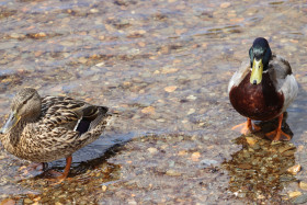 Ducks in Ireland