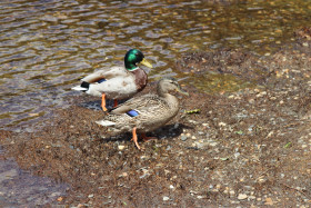 Ducks in Ireland