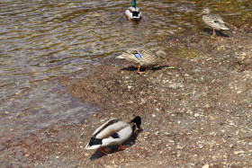 Ducks in Ireland