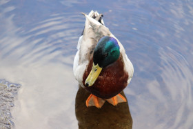 Ducks in Ireland