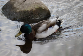 Ducks in Ireland