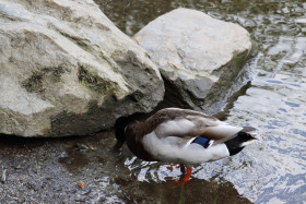 Ducks in Ireland