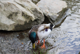 Ducks in Ireland