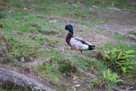 Ducks in Ireland