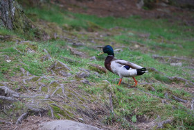 Ducks in Ireland