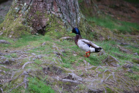 Ducks in Ireland