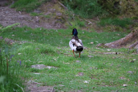 Ducks in Ireland