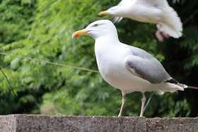 Seagulls in Ireland