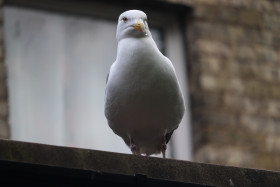 Seagulls in Ireland