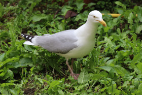 Seagulls in Ireland