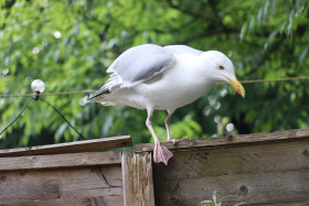 Seagulls in Ireland