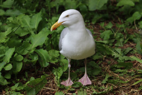 Seagulls in Ireland