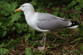 Seagulls in Ireland