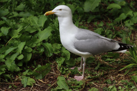 Seagulls in Ireland