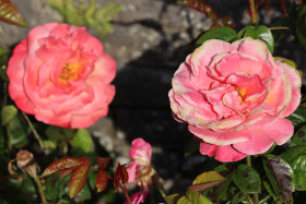 Roses in Ireland