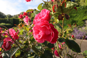 Roses in Ireland