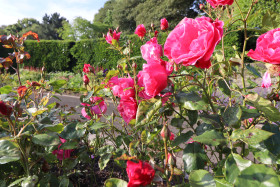 Roses in Ireland