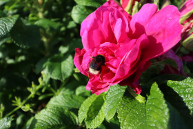 Roses in Ireland